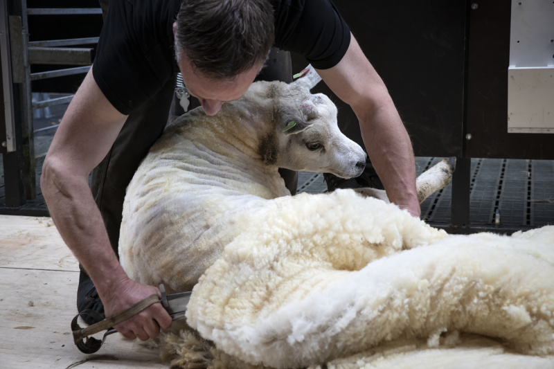 Weinig geschreeuw en heel veel wol: 25 scheerders voor honderdduizenden schapen