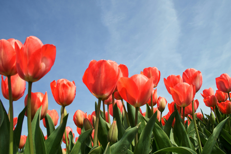 Jasper Spaargaren nieuwe CMO bij The Flower Farm