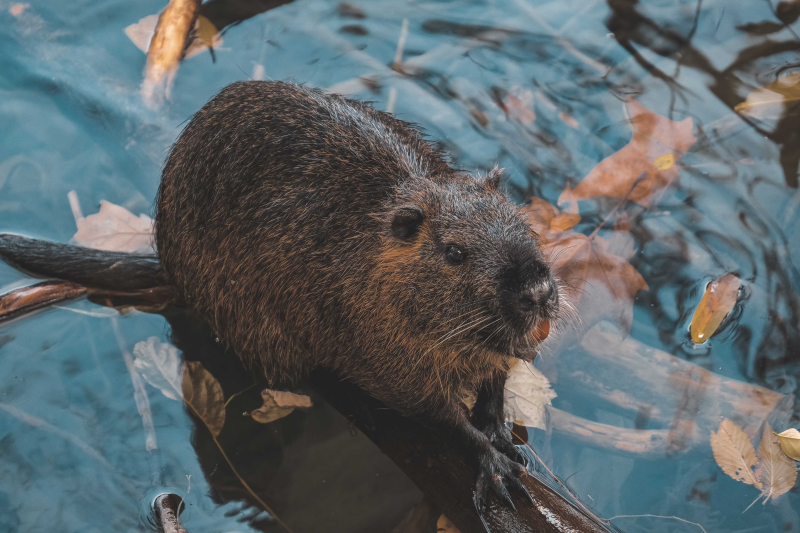 Toename meeste zoogdieren sinds 1995, afname onder beschermde soorten na 2011