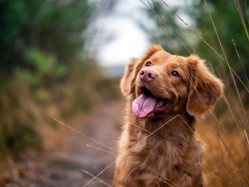 De voor- en nadelen van een hond op het kantoor