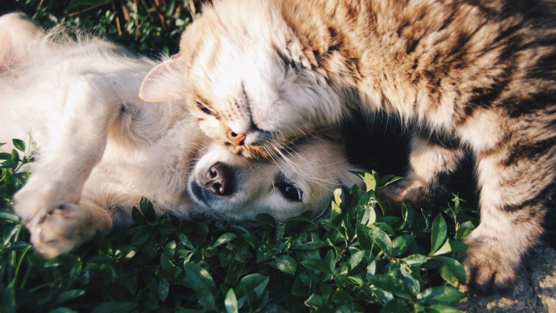 Pet-tech is de toekomst van huisdierverzorging en -voeding