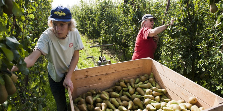 peren populairder dan appels, 2022