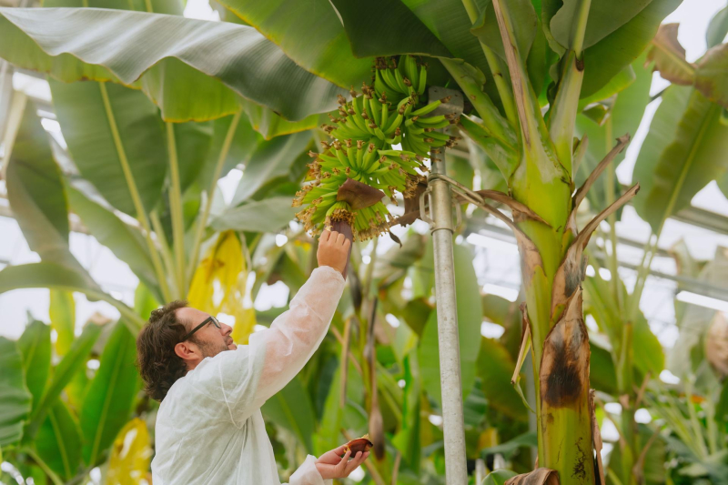 Chiquita presenteert duurzaamheidsrapport 2024-2025